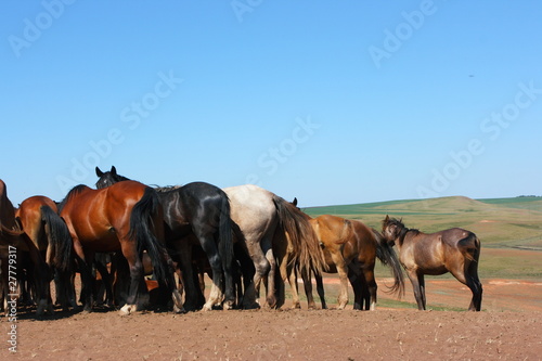 Horse herd grazing on the steppe red clay hills © argot