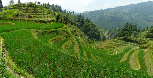 Rizières photo