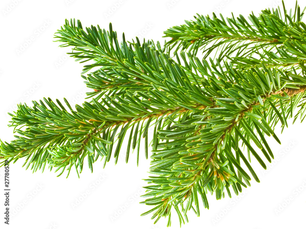Evergreen Tree Branch Frame Isolated on White Background