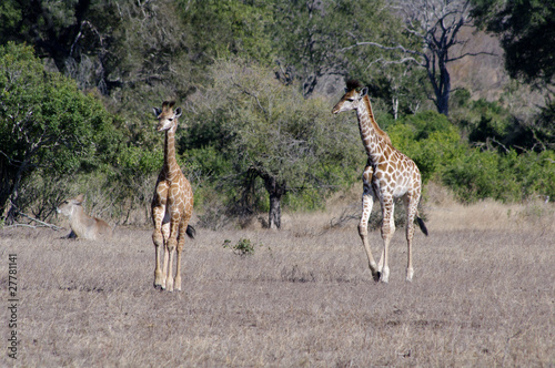 Canvas Print two young giraffes in Kruger national park