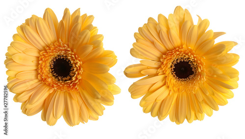 Fototapeta Naklejka Na Ścianę i Meble -  Two yellow gerbera flowers