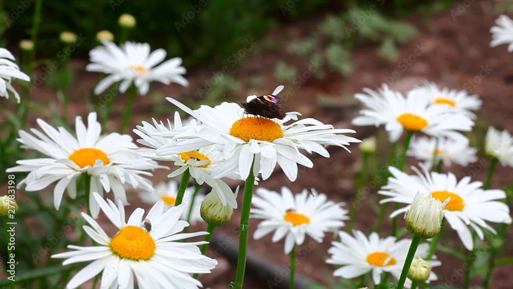 Butterflie on a large garden chamomile. Butterflie on a large garden chamomile.
