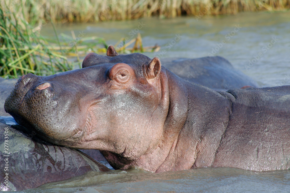 Hippo close up (Hippopotamus) relaxing in the sun Hippo close up (Hippopotamus) relaxing in the sun