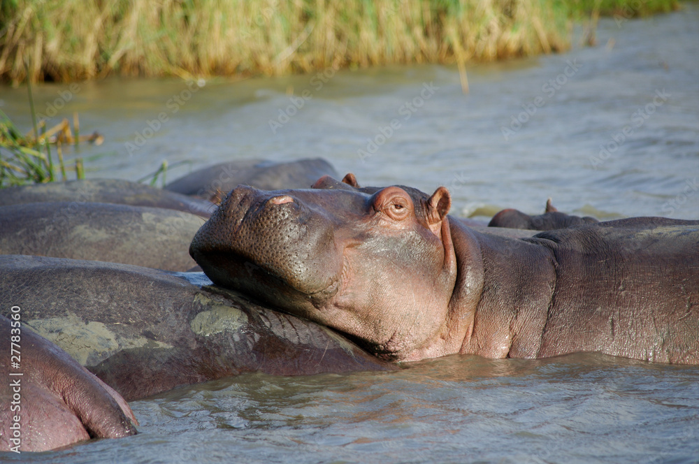 Fototapeta premium Hippo close up (Hippopotamus) relaxing in the sun