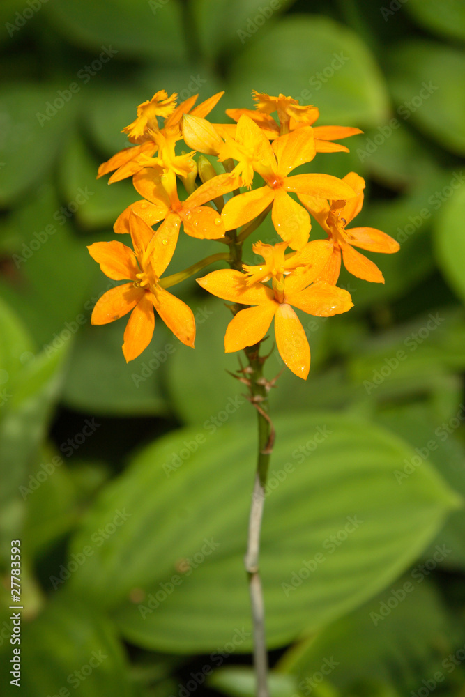 Flowers Flowers