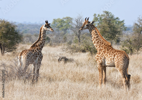Two young giraffes in the bush exploring