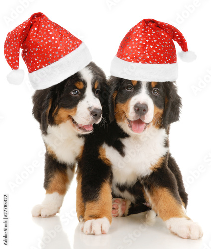 Two bernese sennenhund puppies with christmas decorations