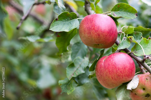 Apple Orchard Branch With Fruits