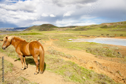 Wild horse - Iceland