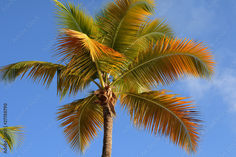 palmier à la Guadeloupe