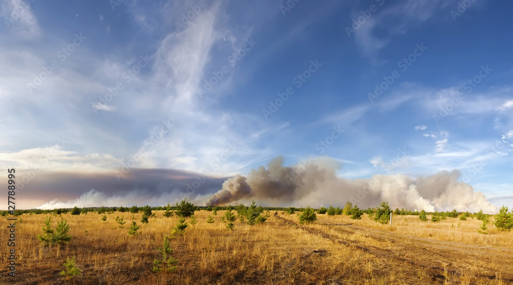 Fototapeta premium forestfires
