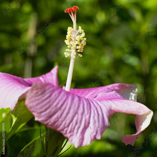 hibiscus, Orquideario Soroa, Pinar del Río Province, Cuba photo