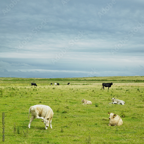 cows, The Mullet Peninsula, County Mayo, Ireland