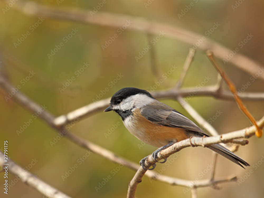 Obraz premium Black-capped Chickadee, Poecile atricapilla