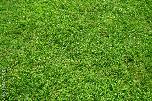 High resolution green grass