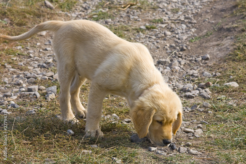 Golden retriver puppy