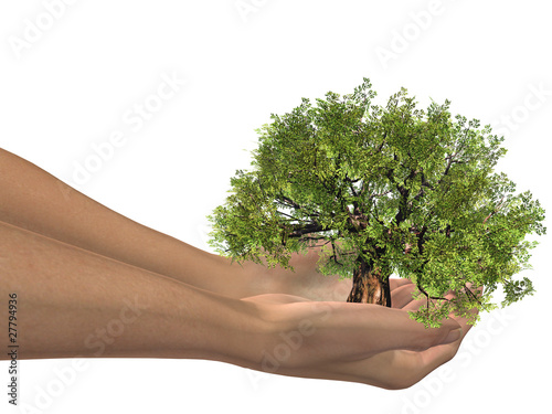 3D hands holding a 3D baobab tree photo