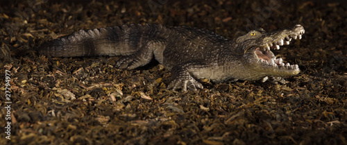 Statuette of a crocodile