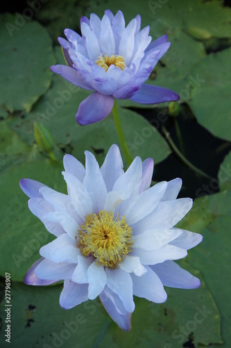 Two purple water lily