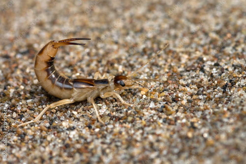 The earwig The earwig