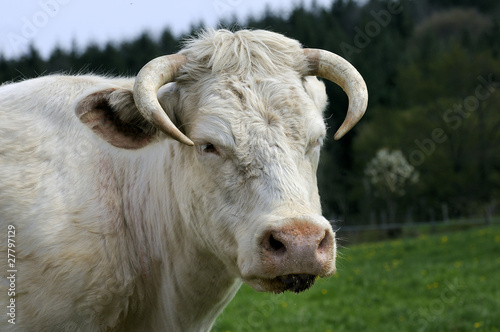 vache de race charolais