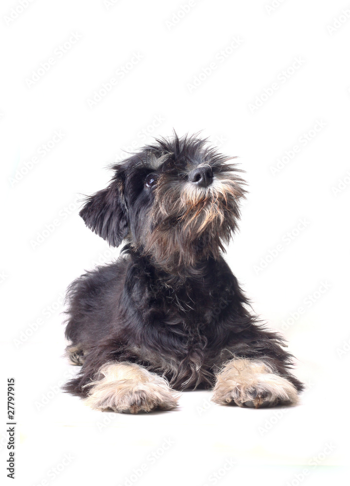 schnauzer puppy schnauzer puppy