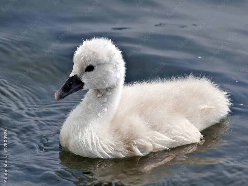 Cygnus olor