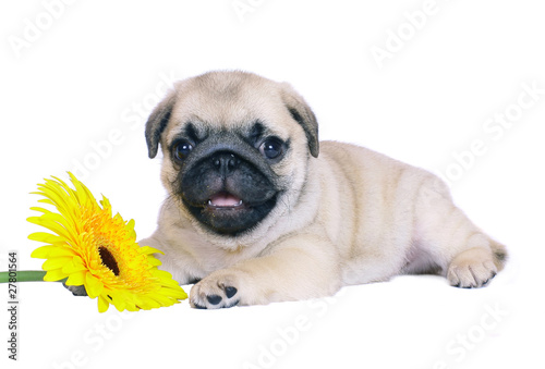 Pug puppy with yellow chrysanthemums.