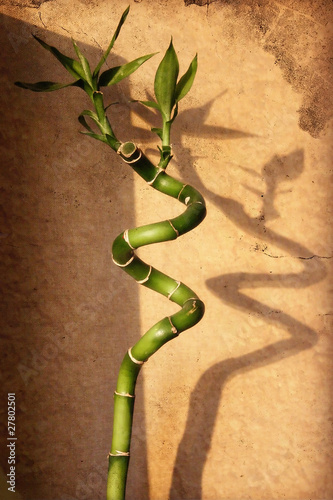 Bamboo