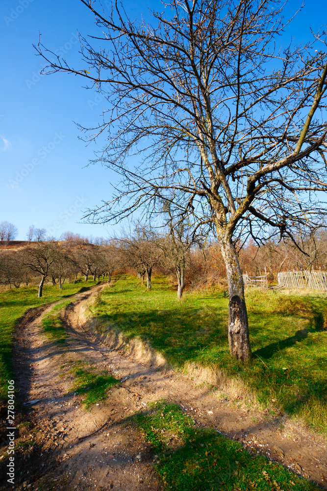 Rural road and tress