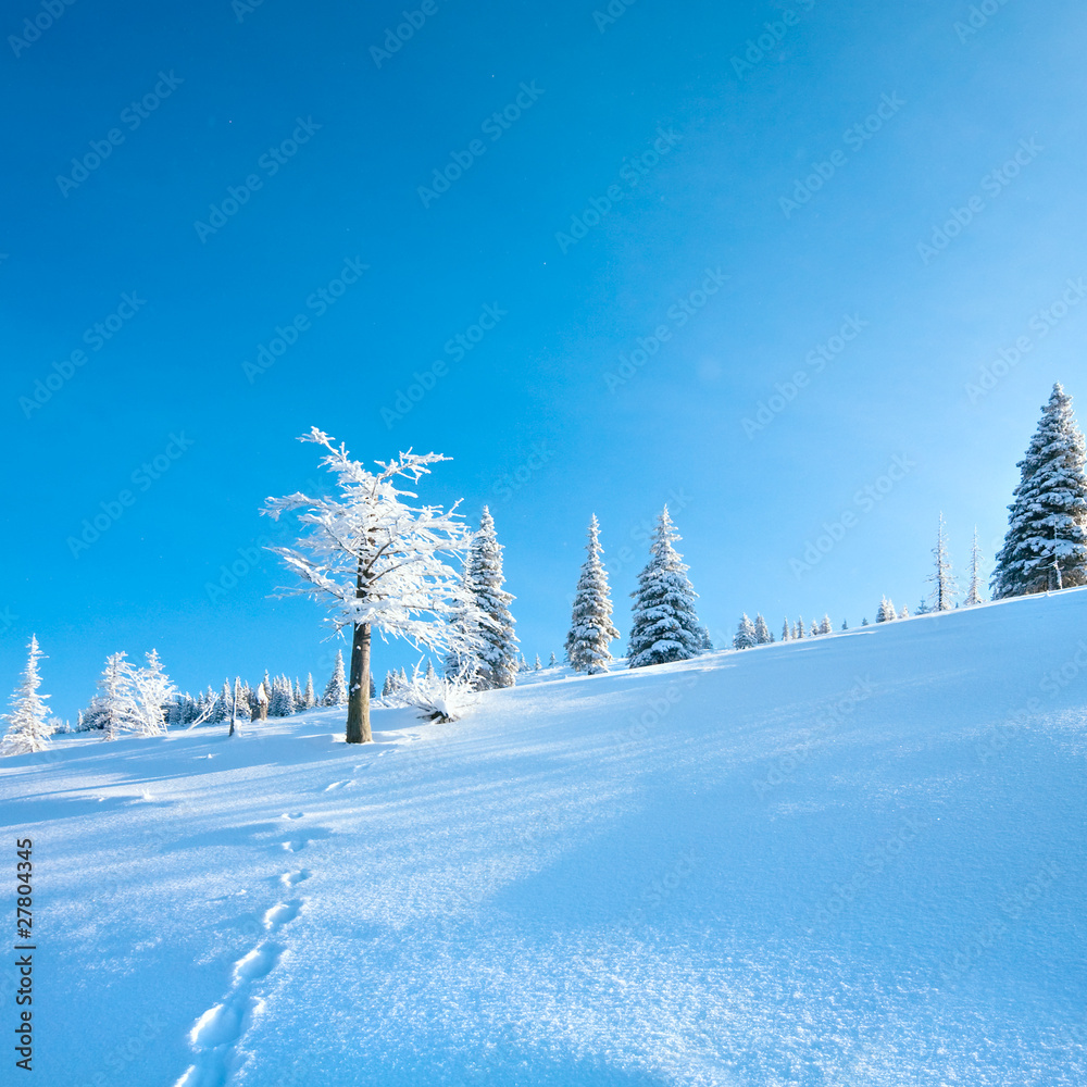 Fototapeta premium Snowy landscape