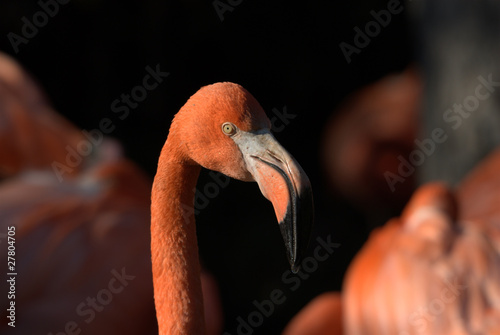 Vászonkép Flamingo