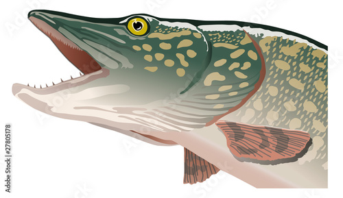 Poissons - Brochet