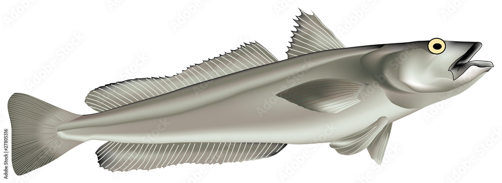 Naklejka premium Poissons - Merlu