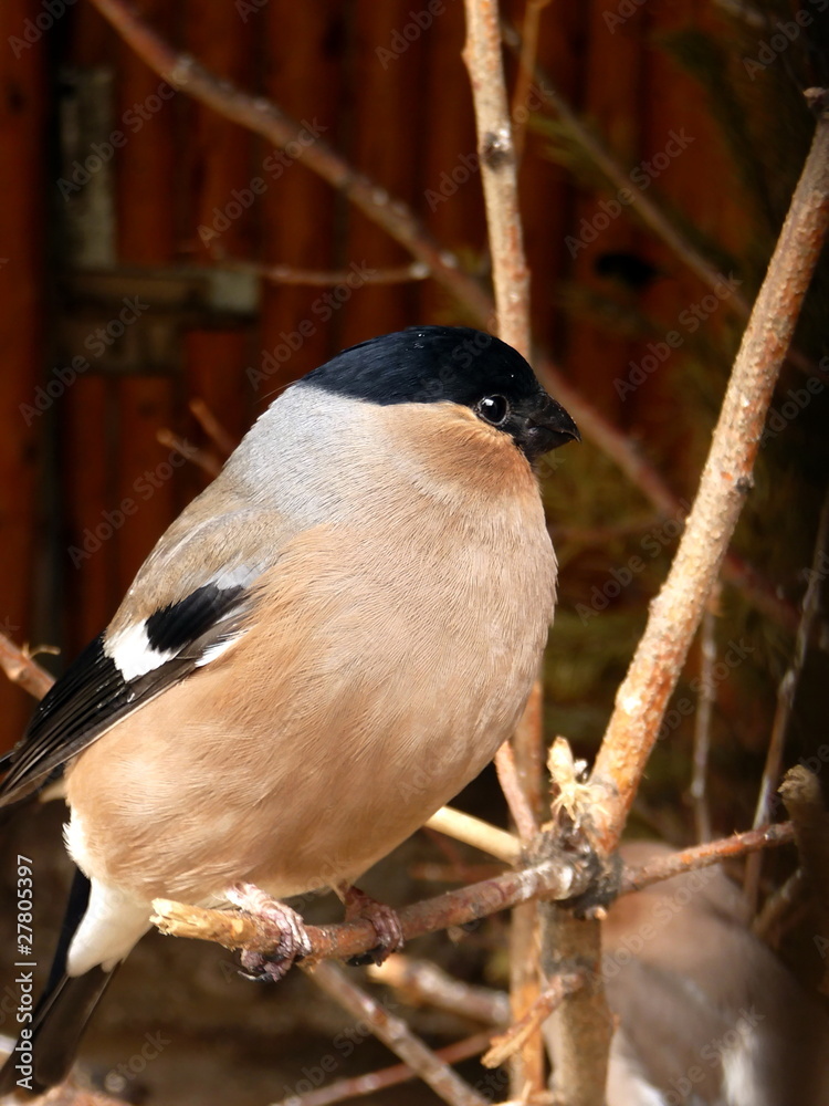 Obraz premium Bullfinch