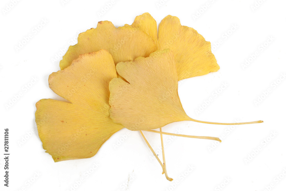 Naklejka premium Ginkgo leaves