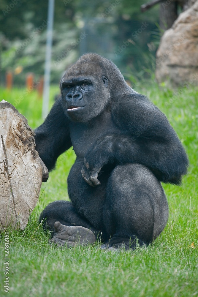 Naklejka premium Gorilla