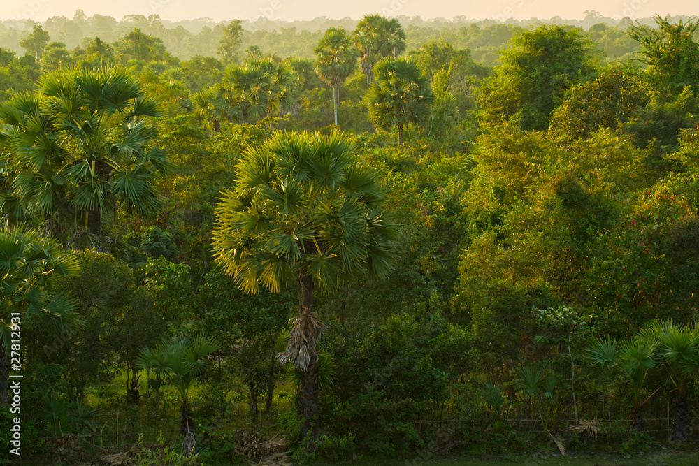 Fototapeta premium Cambodian Jungle