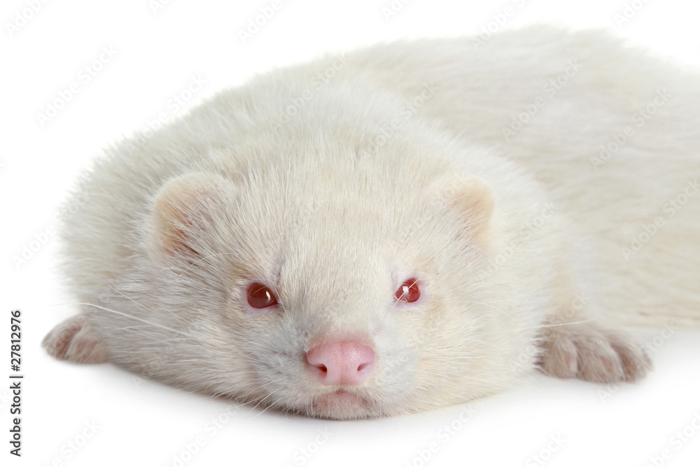 Amusing polecat lies on a white backround Amusing polecat lies on a white backround