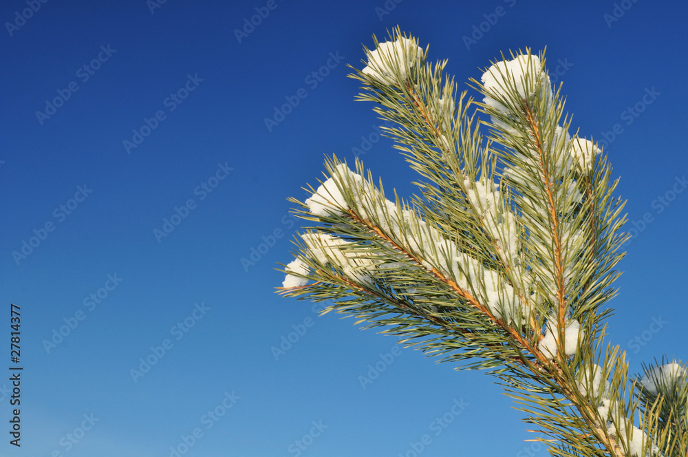 Branch Branch