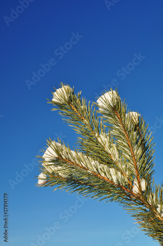 Pine or fir  snow branch