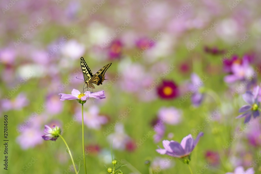 コスモスとアゲハ