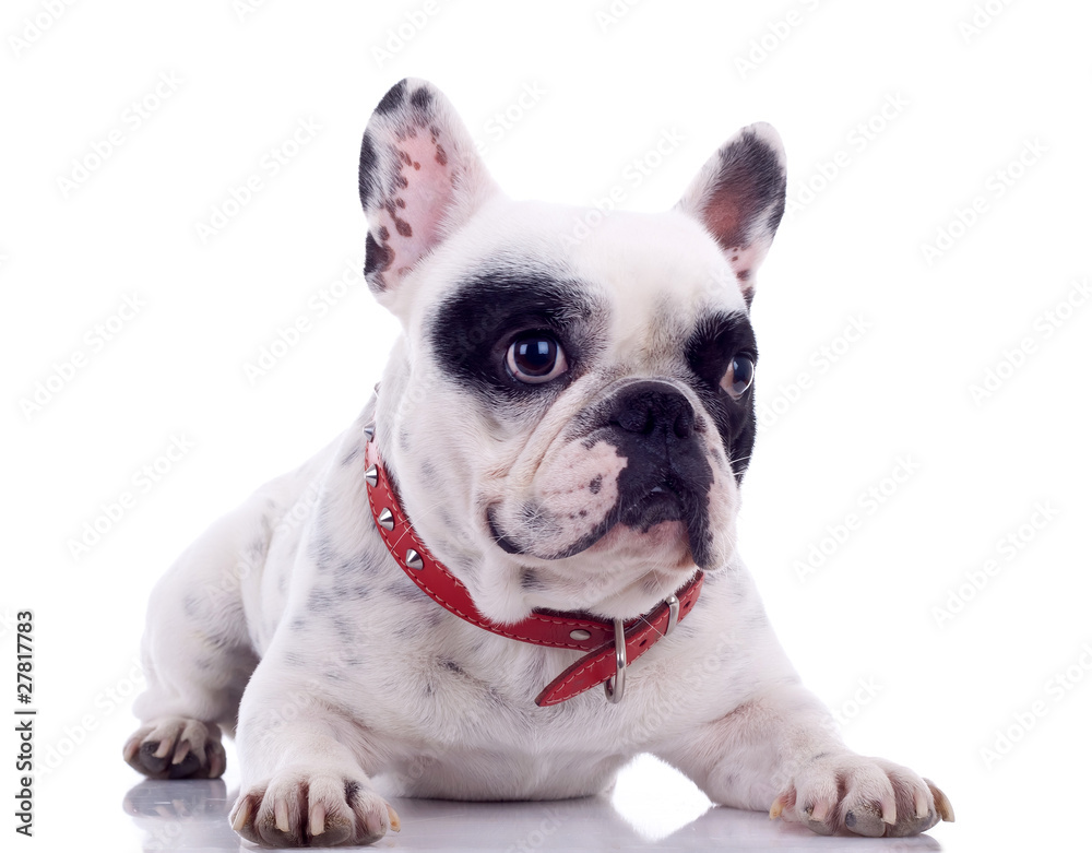 Fototapeta premium seated French Bulldog