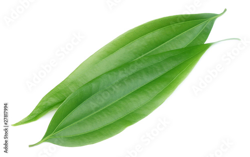 Fototapeta Green cassia leaves or Tej Patta of Indian subcontitinent