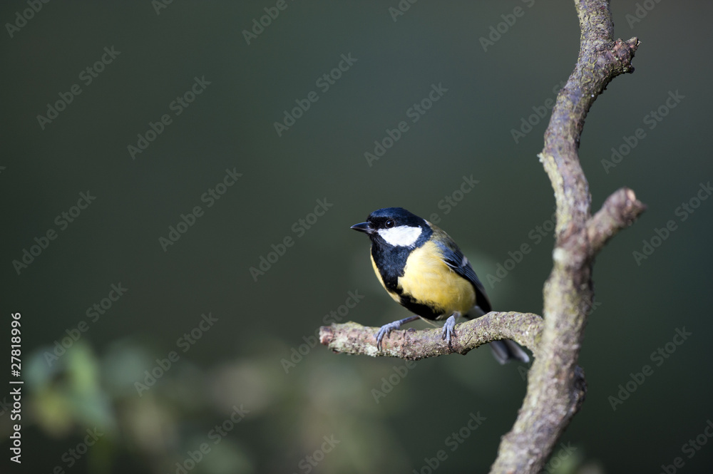 Obraz premium Great Tit (Parus major)