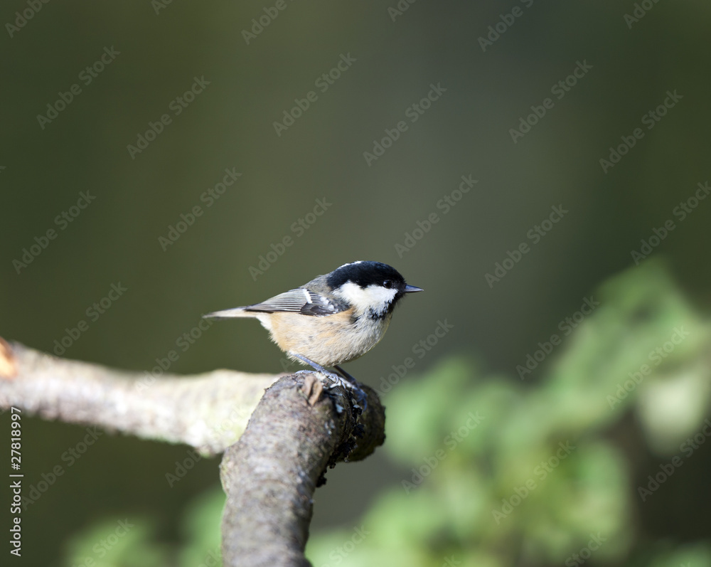 Coal Tit (Parus ater)