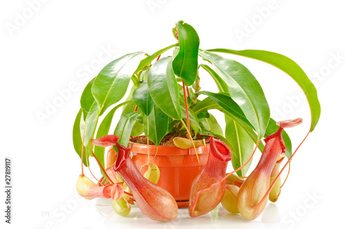 nepenthes coccinea photo