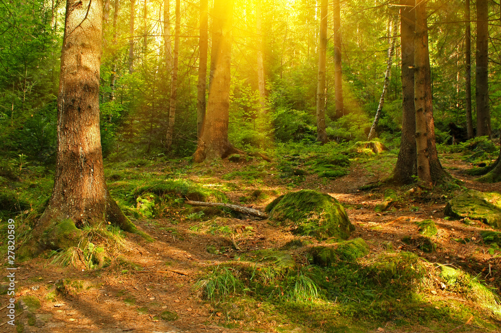 Obraz premium Green forest