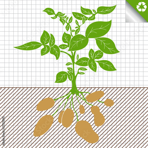 Potato plant vector green bush background