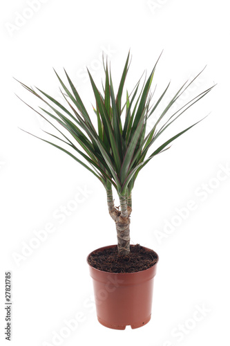 dracena